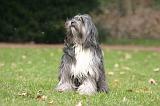 TERRIER DU TIBET 398